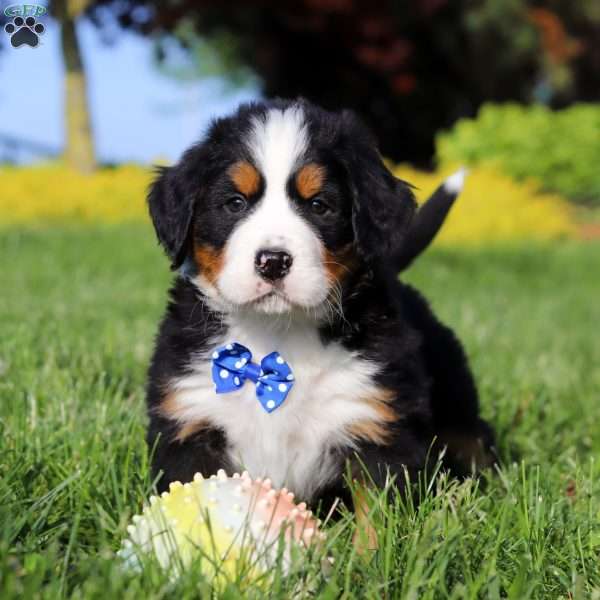 Zeke, Bernese Mountain Dog Puppy